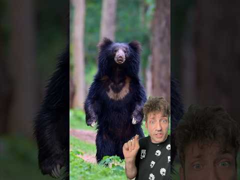 The Sloth Bear is TERRIFYING