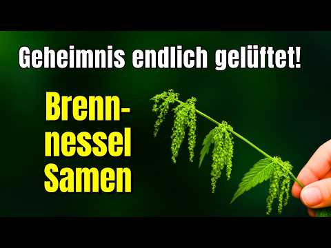 Nettle seeds: The biggest misconception finally clarified!