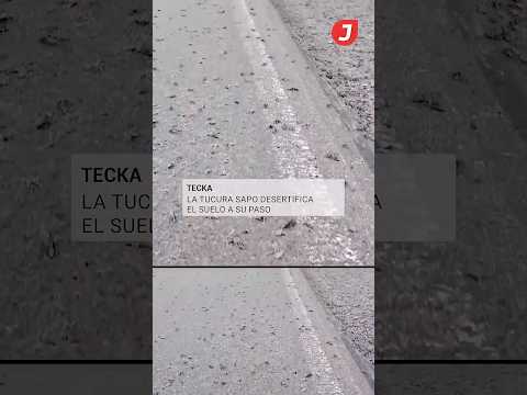 La Tucura Sapo desertifica el suelo a su paso en Tecka