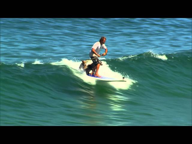 Surfing Dogs