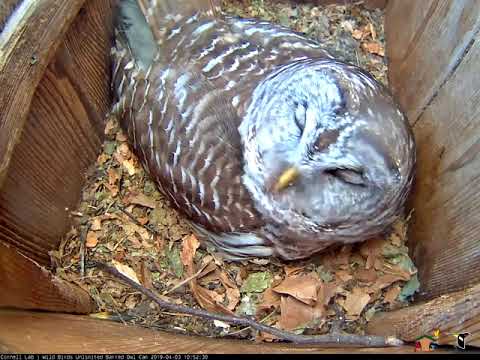 First Barred Owl Chick Hatches.. With Hoots To Boot! – April 3, 2019