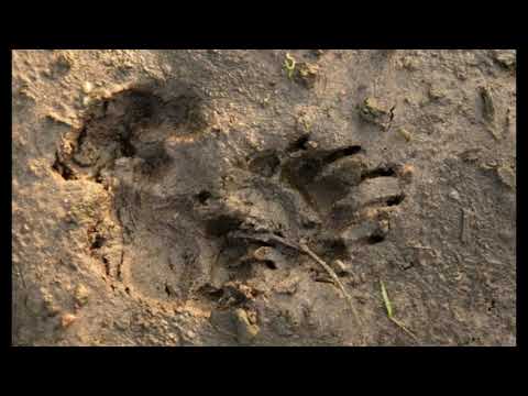 Ik zie een spoor afrika big5