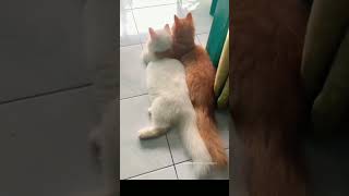 Download lagu aku durung ikhlas😔 #short mp3 Download lagu aku durung ikhlas😔 #short mp3