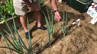 Tips for Growing Bunching Onions