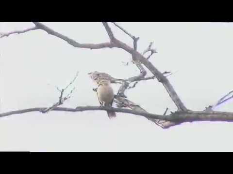 download lagu mp3 mp4 Abel E Caim Orquestra Da Natureza, download mp3 Abel E Caim Orquestra Da Natureza free download, download mp3 Abel E Caim Orquestra Da Natureza