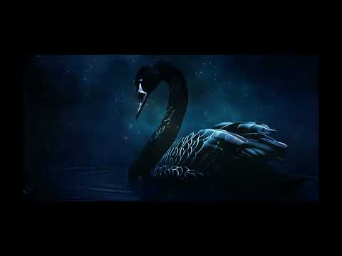 ANMS - Czarny Labedz