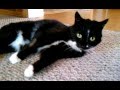 Rolling Tux