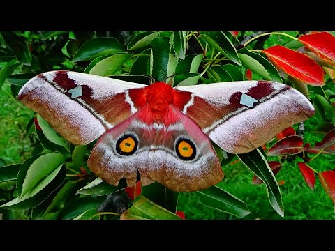 Beautiful moth from Africa, Bunaea alcinoe female