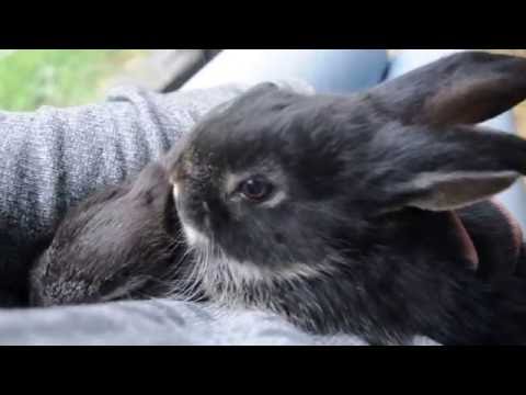 Algjörar krúsidúllisnúllur þessar litlu kanínur :)