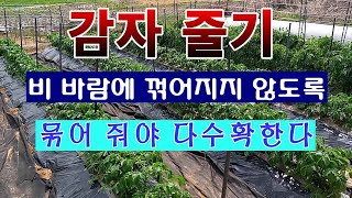 [텃밭농부 1,414]  감자줄기 비바람에 꺾어지거나 쓰러짐을 방지하는 방법 #감자재배