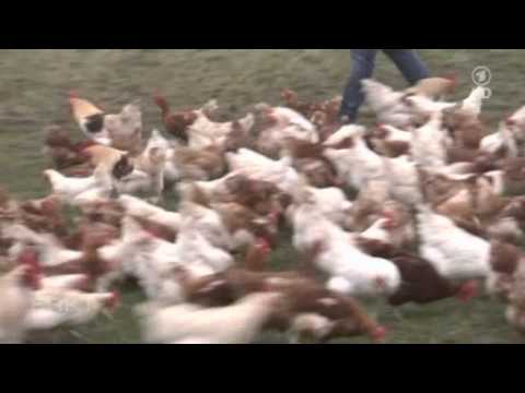 "Bioeier" Schockierende Aufnahmen aus Bioställen (Teil1) - ARD-Magazin "Fakt" am 27.11.2012