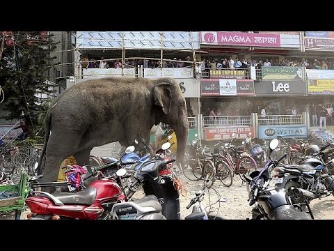 Elephant goes crazy in India