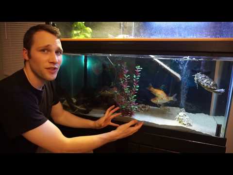 75 Gallon Turtle Tank with Above Tank Basking Platform