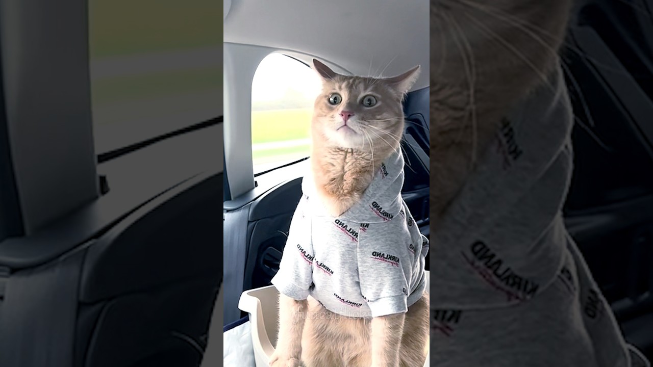 Funny cat face expressions#funnycat#catlover #catvideos