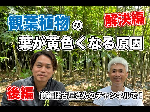 キョウチクトウの葉が黄色くなるのはなぜですか?問題を解決するために問題を診断するにはどうすればよいでしょうか?  庭園