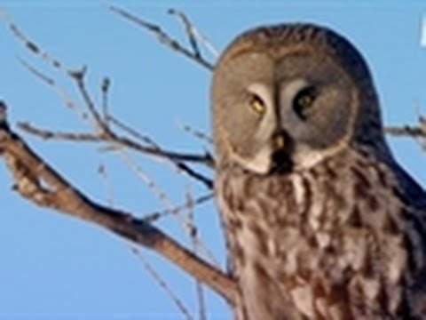 Viking Wilderness - Owl Snipes a Vole