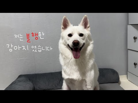 다리가 하나 없어도 행복한 강아지