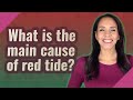 What is the main cause of red tide?