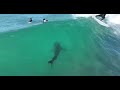 Great White Shark With Surfers At JBay 23