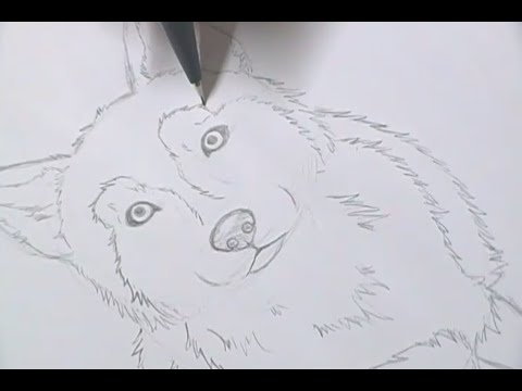 Tutorial: Como desenhar um cachorro fácil