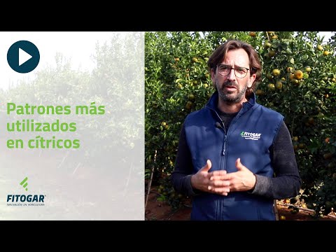 Patrones más utilizados en cítricos