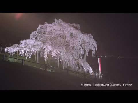 REDISCOVER-FUKUSHIMA - The beauty of SAKURA ( Cherry Blossom )