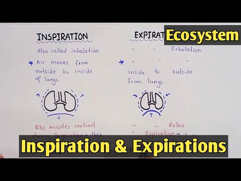 Mechanism of breathing | inspiration and Expiration | Class 11 Biology