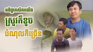 កសិករអស់សង្ឃឹមនៅពេលស្រូវខូច​ ដោយមានជំងឺ​ និងសត្វល្អិត​