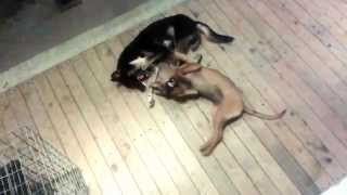 Sekeping Serendah. Dogs playing.