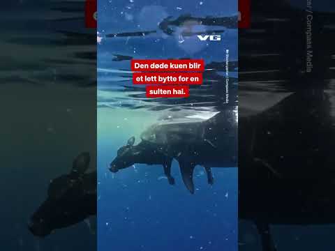 Dette er ikke noe dykkeren ser hver dag😮 #vg #nyheter