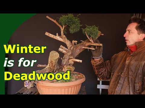Deadwood on Bonsai. Perfect Winterwork