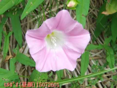 ヒルガオ 植物