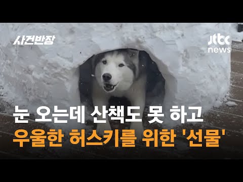 산책도 못 하고 '우울'…다친 허스키를 위한 '이글루 선물'