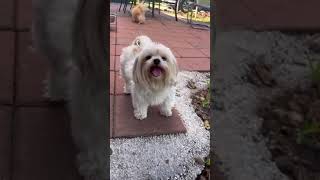 Video preview image #1 Shiranian Puppy For Sale in Weston, FL, USA