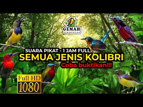 Suara Pikat Semua Jenis Kolibri (Full 1 Jam)