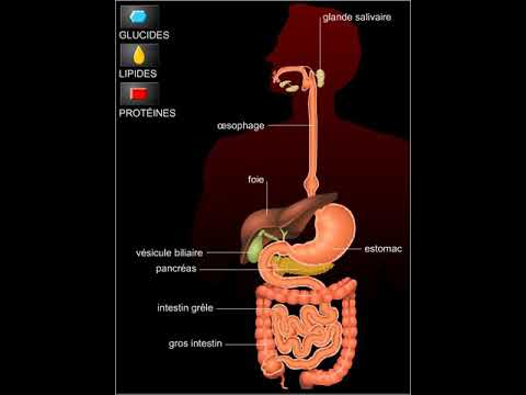 la digestion des aliments la simplification