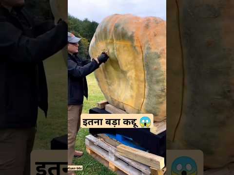 Exotic Chinese Fruits You’ve Never Seen Before!