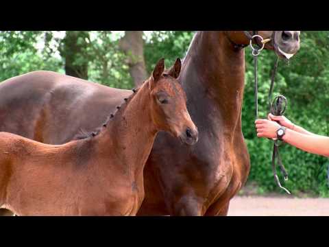 Schaefer, v.For Romance II-Depardieu-Wembley