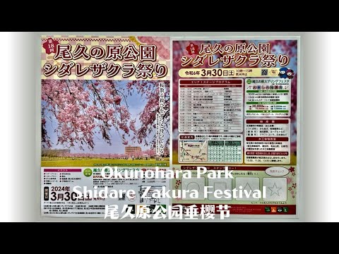 【外国人向け】区内観光ＰＲ動画（尾久の原公園シダレザクラ祭り）