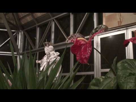 MEU DIVINO PAI ETERNO - FLOR DE JAGUBE - D.PERCÍLIA # 06