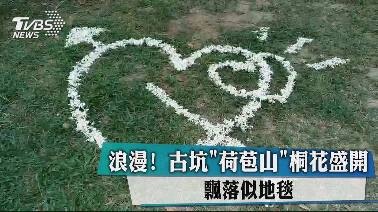 浪漫!古坑「荷苞山」桐花盛開 飄落似地毯