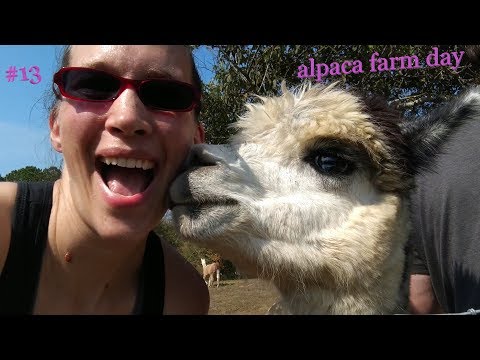 Vlogtober 13.10.2019 - national alpaca farm day at tmma