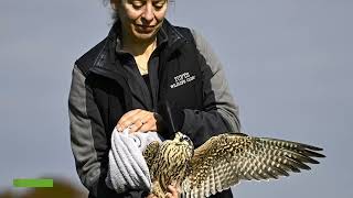 Newswise:Video Embedded tufts-wildlife-clinic-celebrates-40-years-of-impact-and-service
