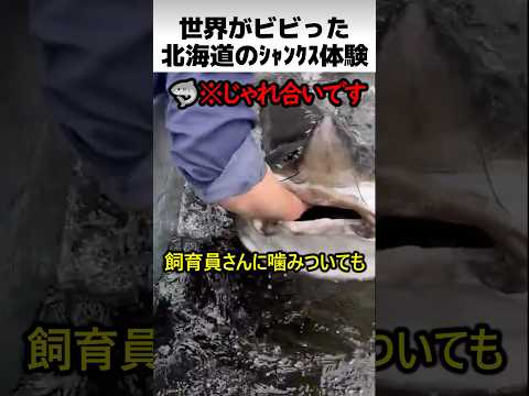 北海道のシャンクス体験