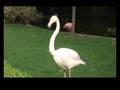Greater Flamingo