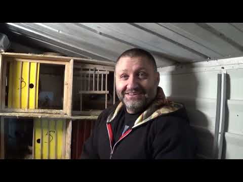 Interviu columbofil dl Doru Burlacu Londra Anglia 14 martie 2023 part 1