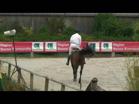 Rinaldo Rouge- jumping stallion  (SF) by Quite easy