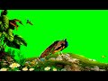 Peacock Green Screen Green Screen Video Birds Green Screen Flower Green Screen