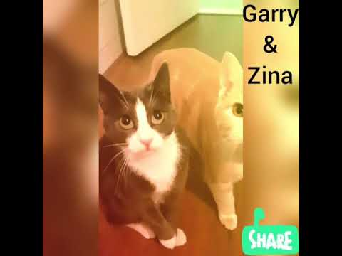 Catching a spoon kitty cats! Garry and zina!