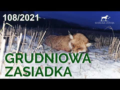 SUDECKA OSTOJA 108/2021 Fox and Deer Hunting in Poland